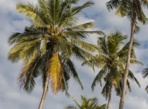 Tall palm trees in Zanzibar