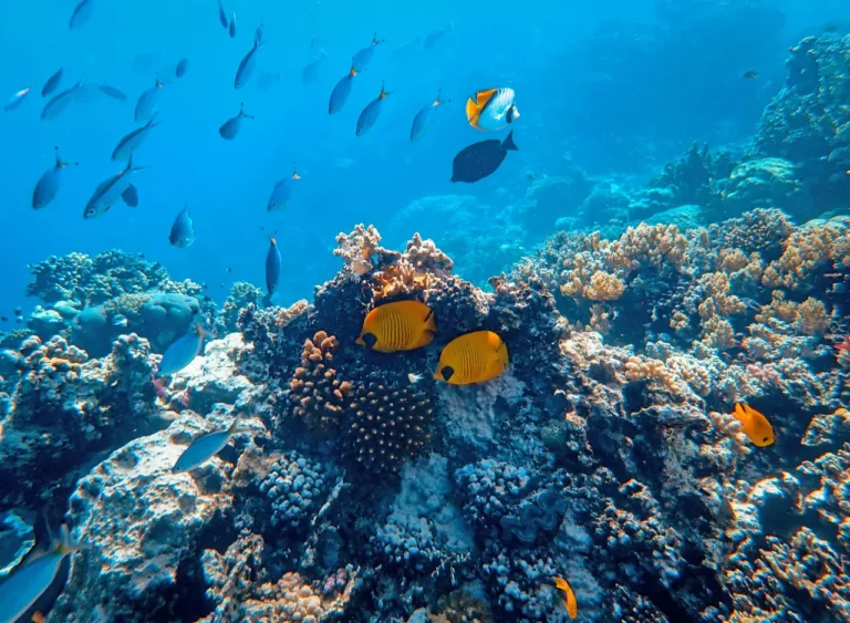 Colorful coral reef beneath the waters of Zanzibar