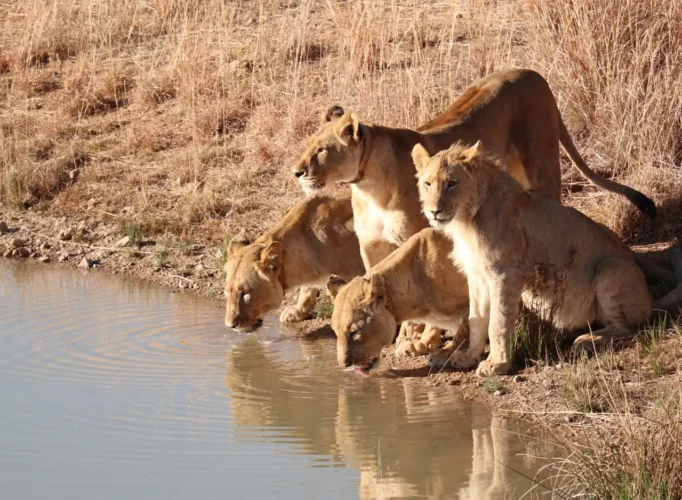 Lioness drinking water in Safari, Tanzania