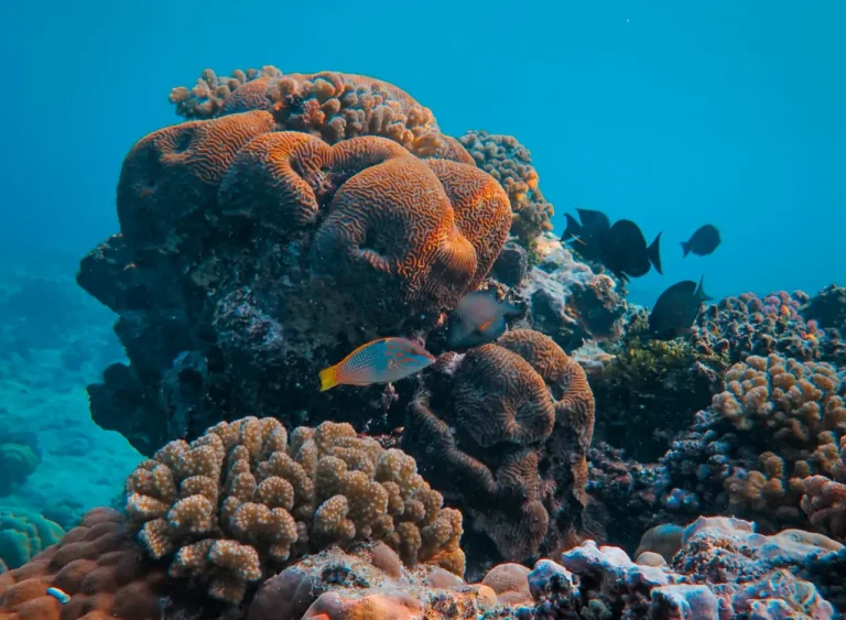 Vibrant coral reef ecosystem in the Indian Ocean, Zanzibar