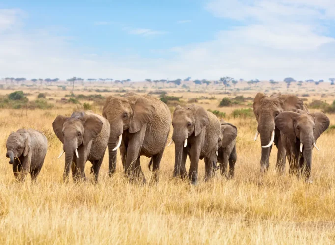 Elephant family crossing the grasslands of Mikumi National Park