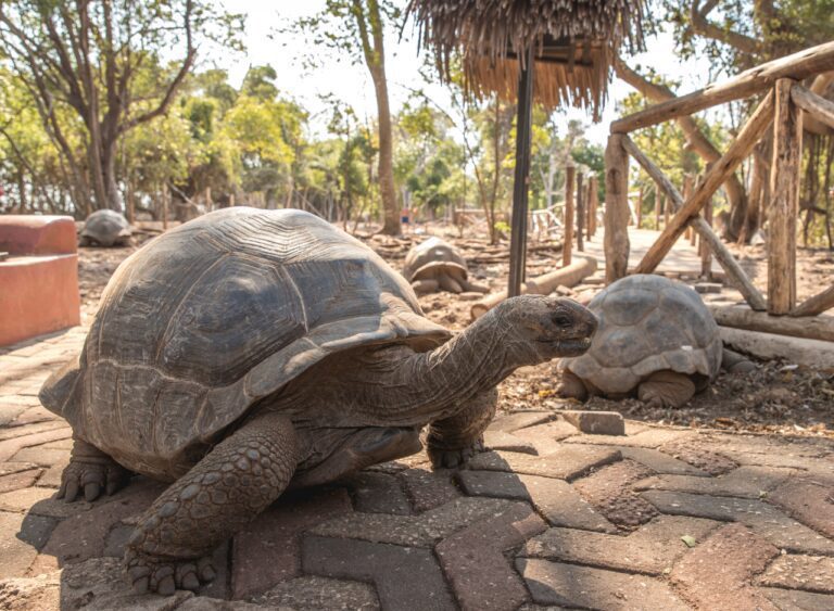 Giant tortoise walking freely on Prison Island Zanzibar