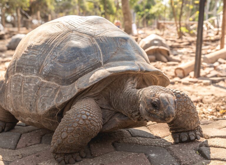 Giant Aldabra tortoises on Prison Island, Zanzibar