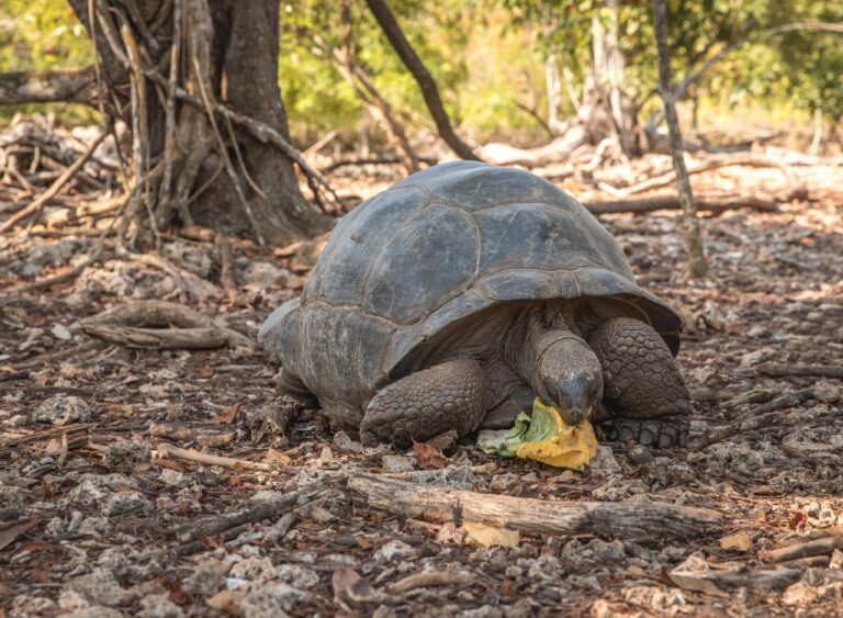 Visitors feeding Aldabra tortoises at Prison Island