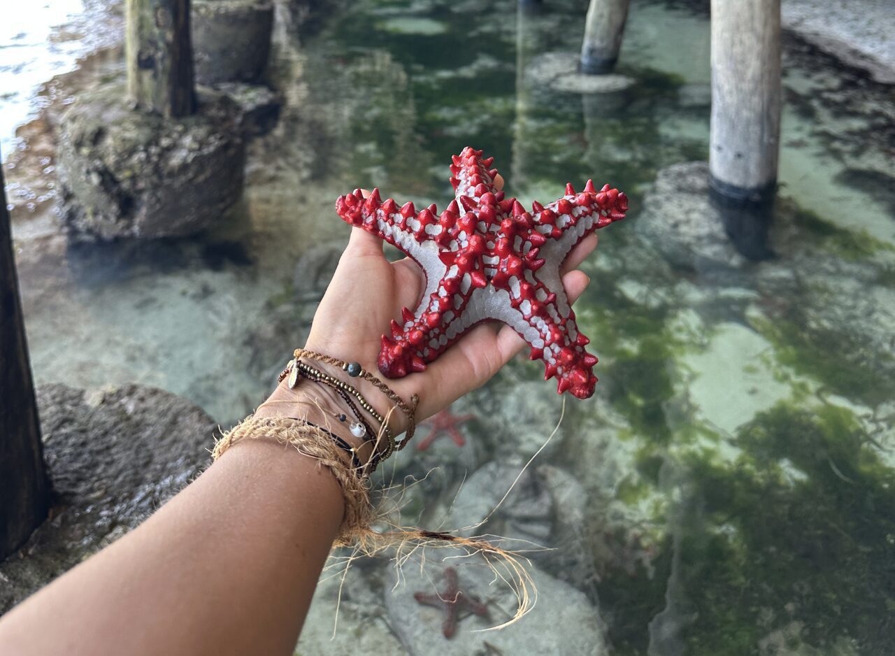 Woman holding a red starfish during a beach excursion in Zanzibar