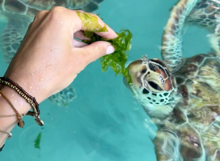 Turtle swimming near visitors in Salaam Cave