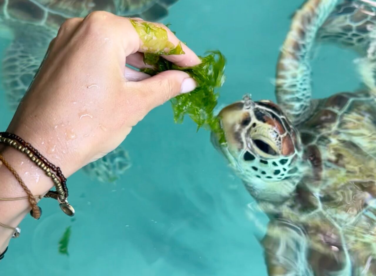 Turtle swimming near visitors in Salaam Cave