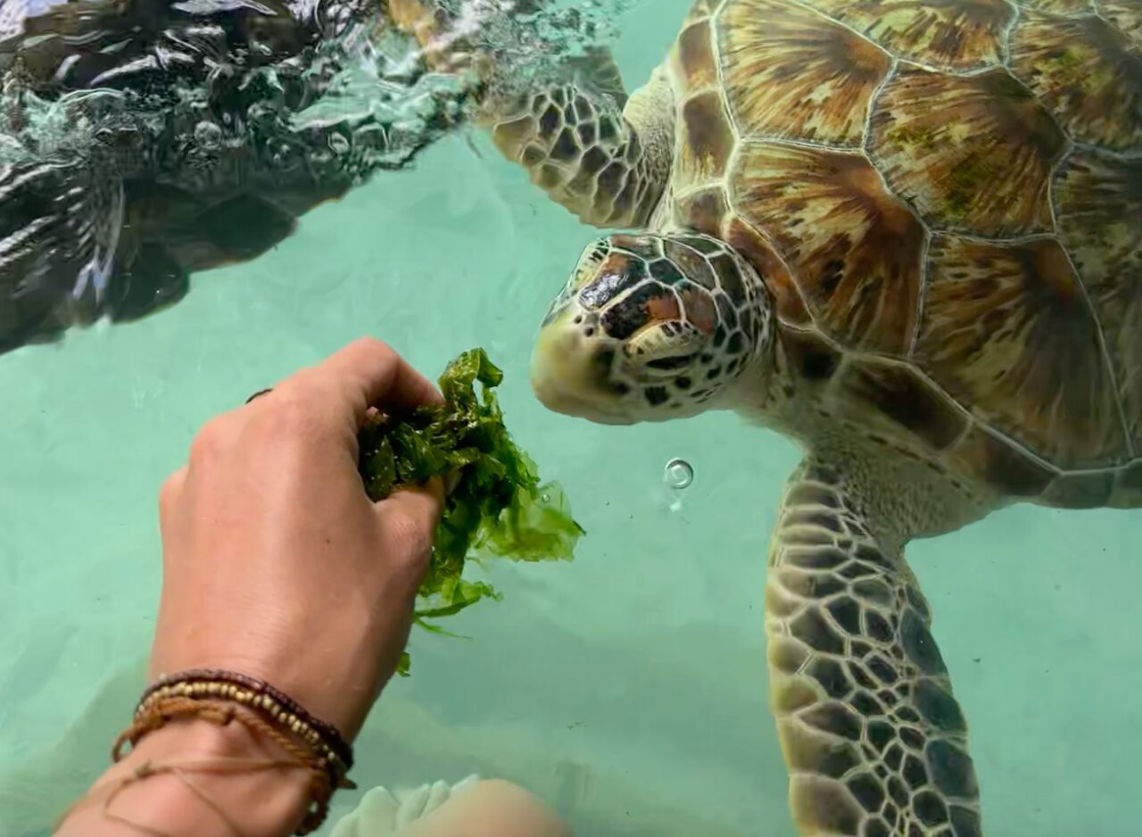 Feeding turtles in the natural cave pool in Zanzibar
