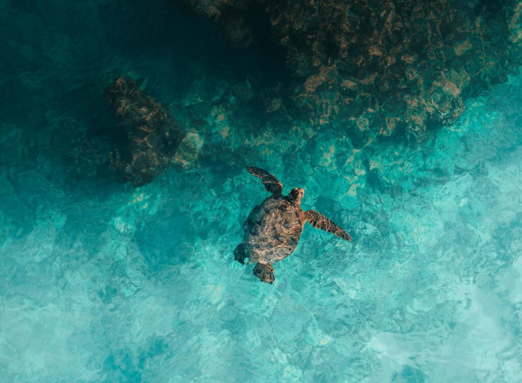 Turtle swimming in the clear waters of Salaam Cave Zanzibar