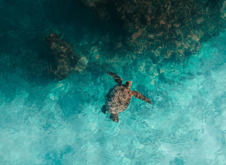 Turtle swimming in the clear waters of Salaam Cave Zanzibar