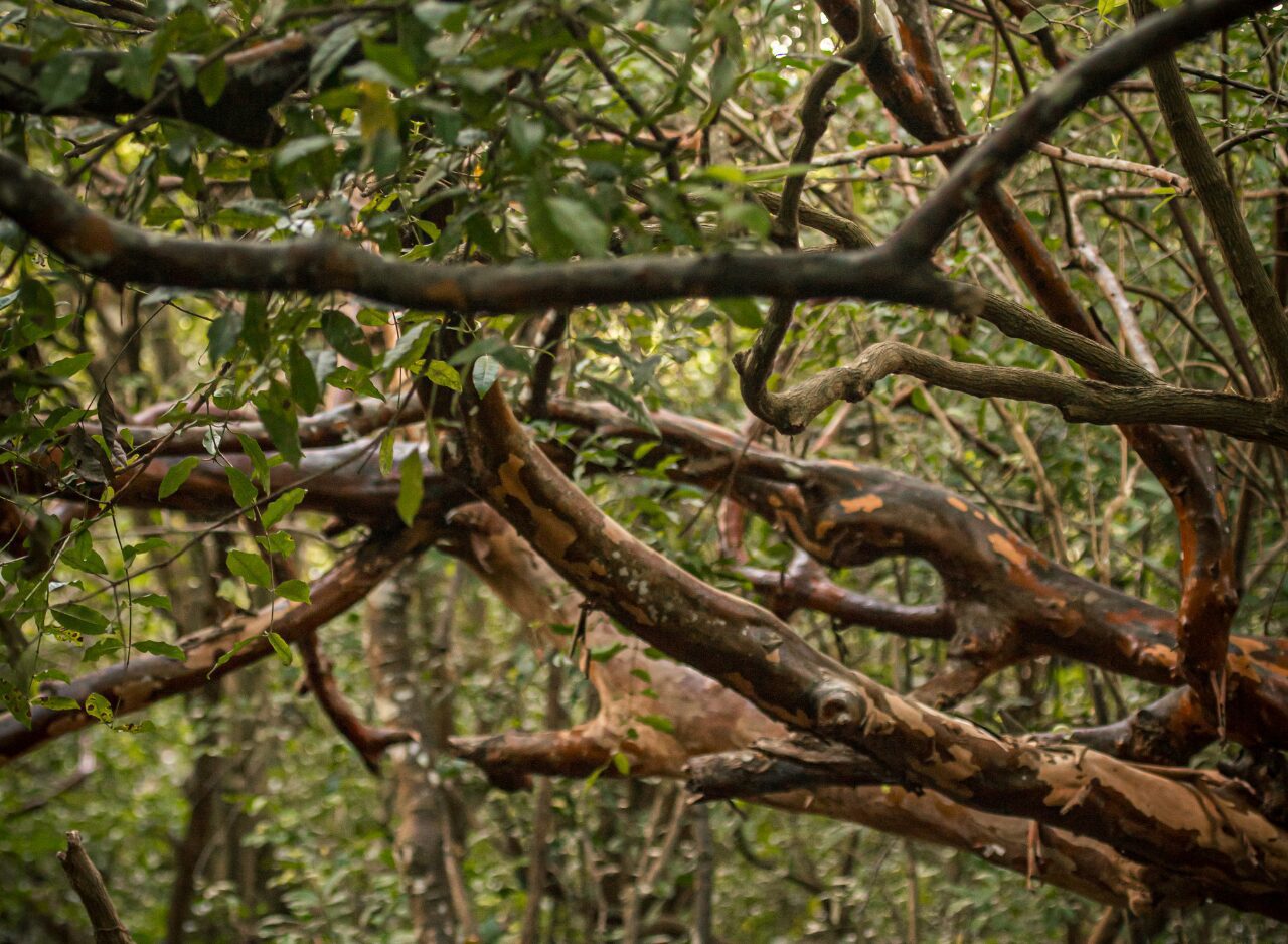 Lush tropical greenery and towering trees in Jozani Forest Zanzibar