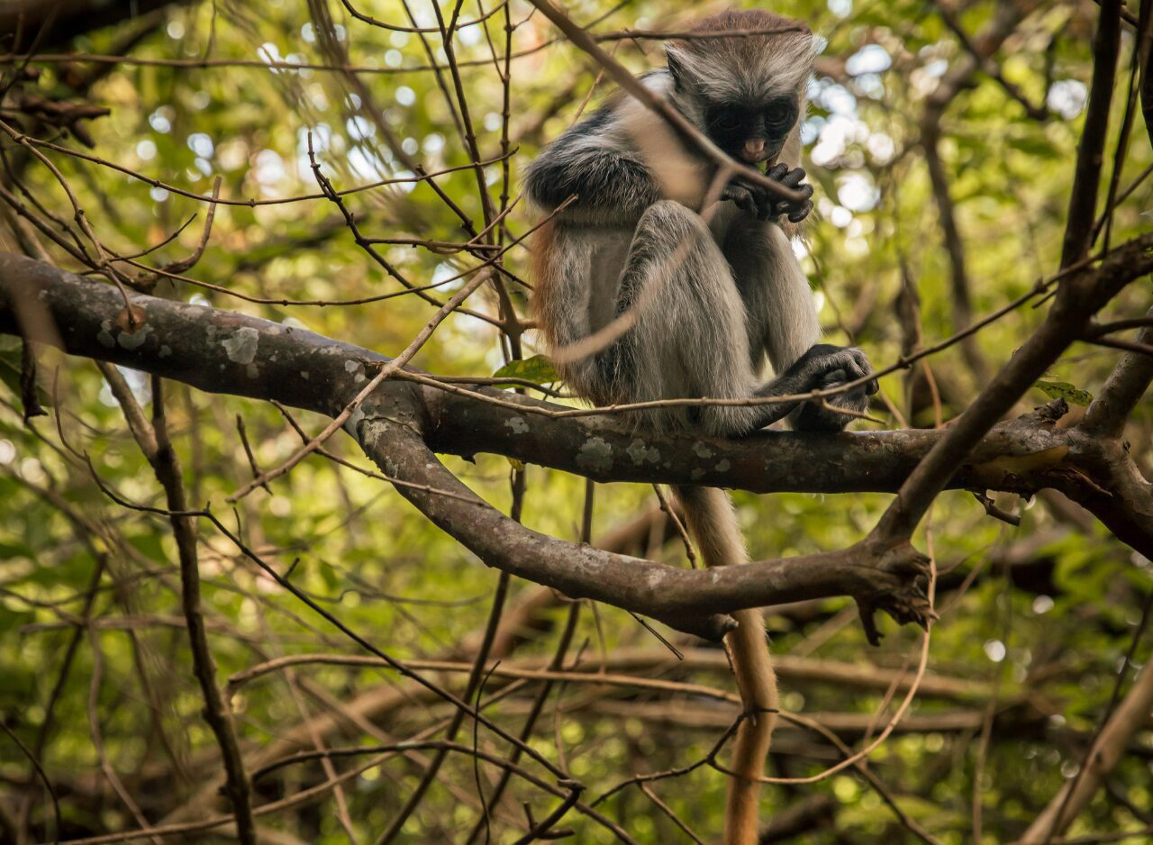 Native Zanzibar monkey in its natural habitat