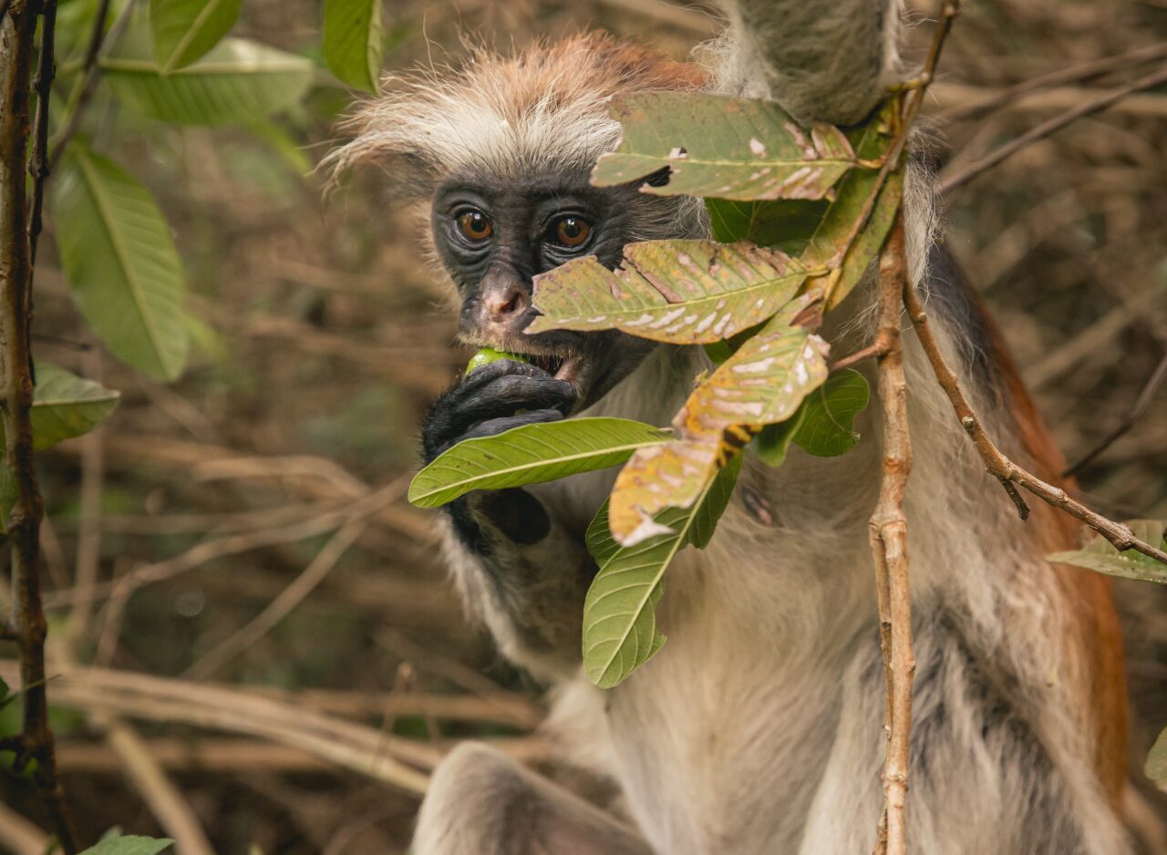 Monkey observing visitors in Jozani Forest, Zanzibar