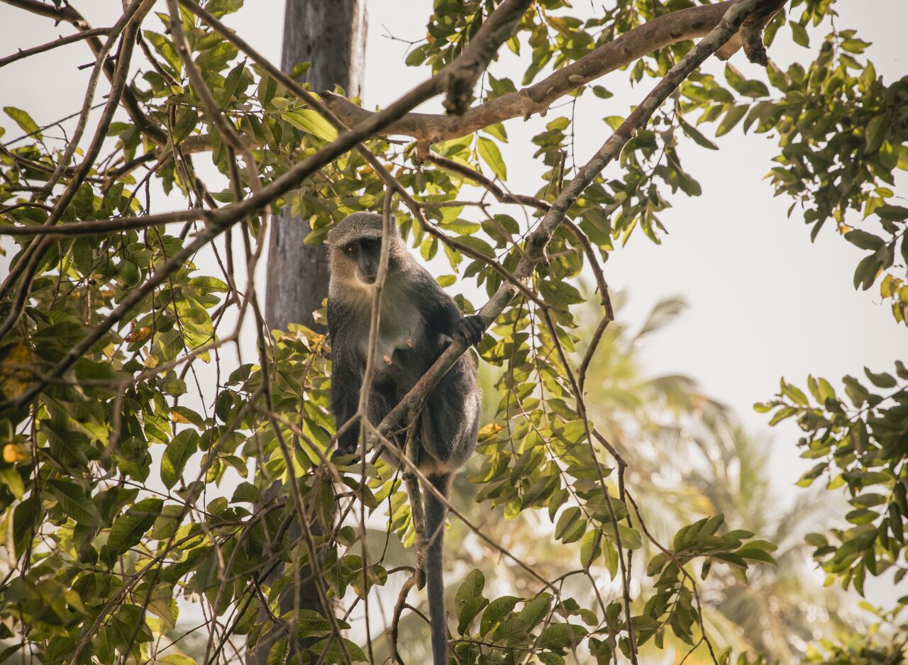 Red colobus monkey surrounded by tropical vegetation, Zanzibar