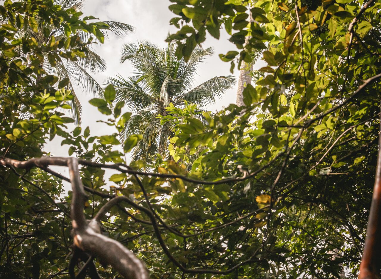 Scenic forest trail surrounded by native Zanzibar vegetation