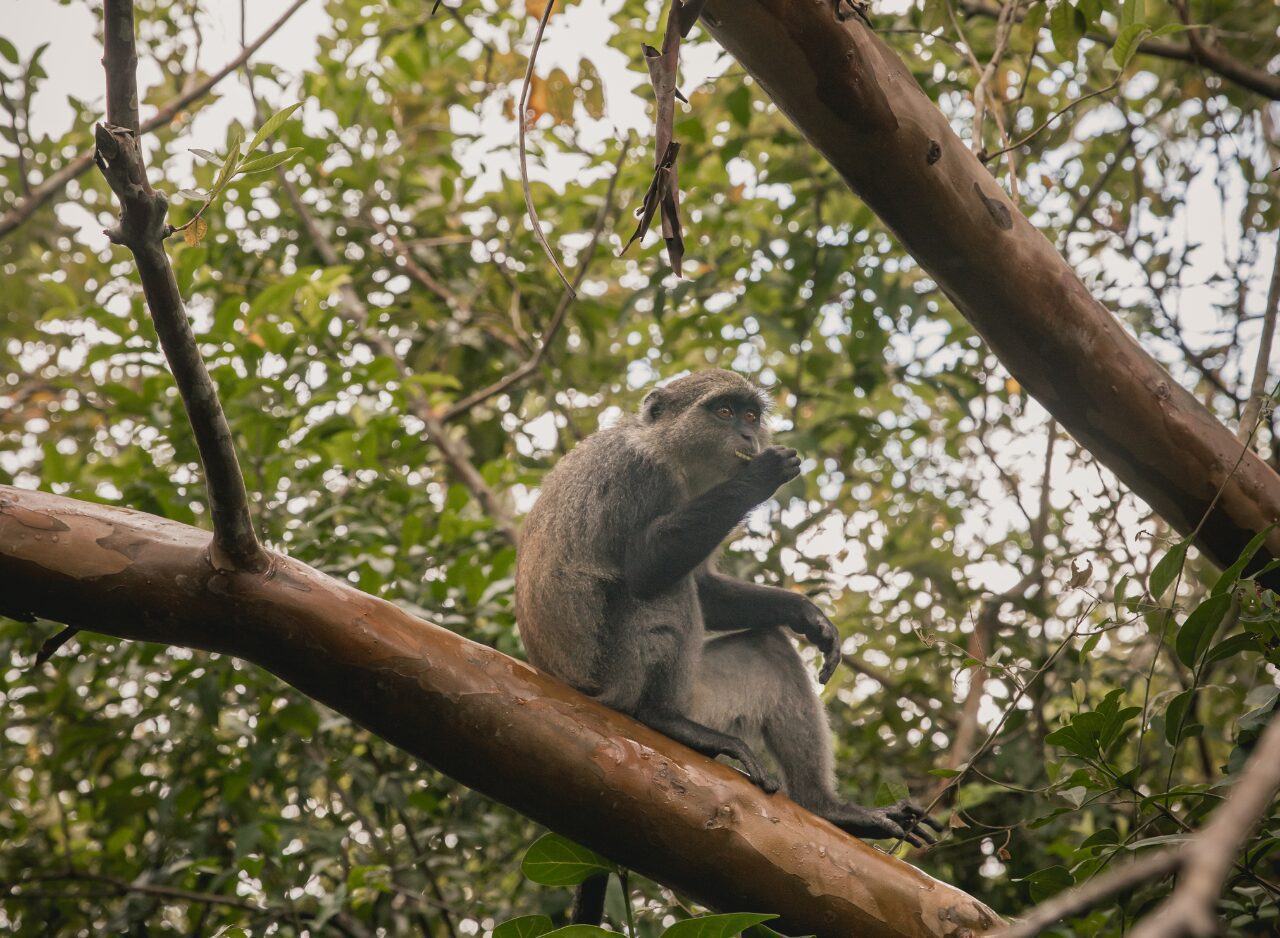 Red colobus monkey sitting in a tree at Jozani Forest Zanzibar