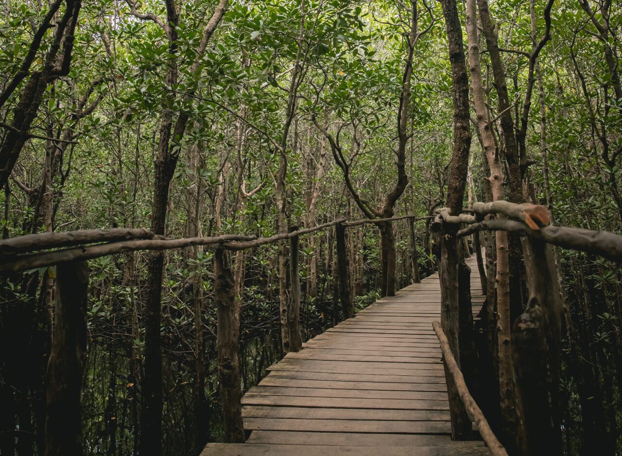 Wooden walking trail through Jozani Forest surrounded by tropical trees, Zanzibar