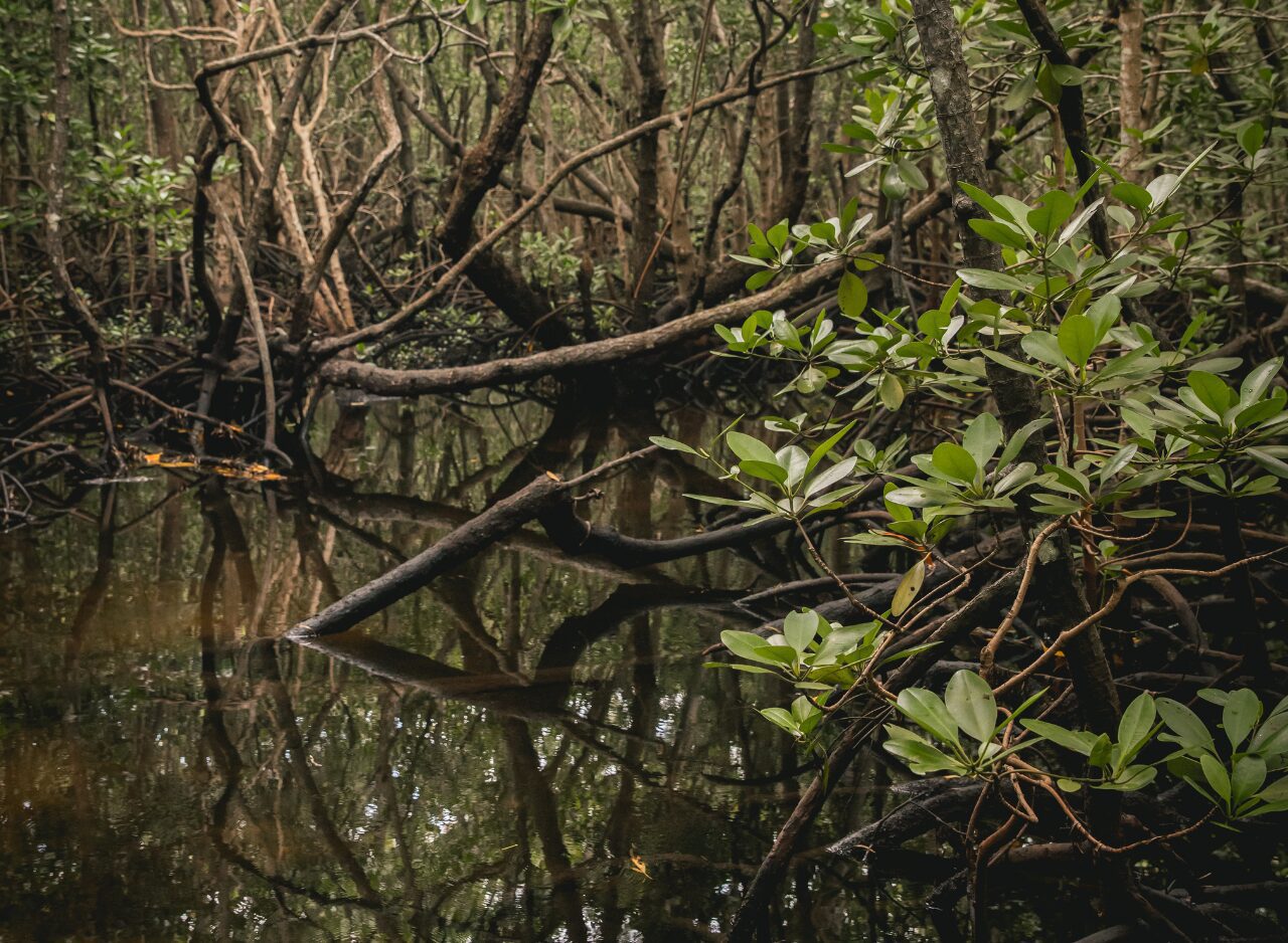 Tropical forest canopy surrounded by rich greenery in Jozani Forest, Zanzibar