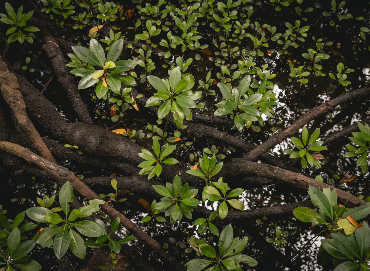 Peaceful pathway surrounded by lush greenery in Zanzibar