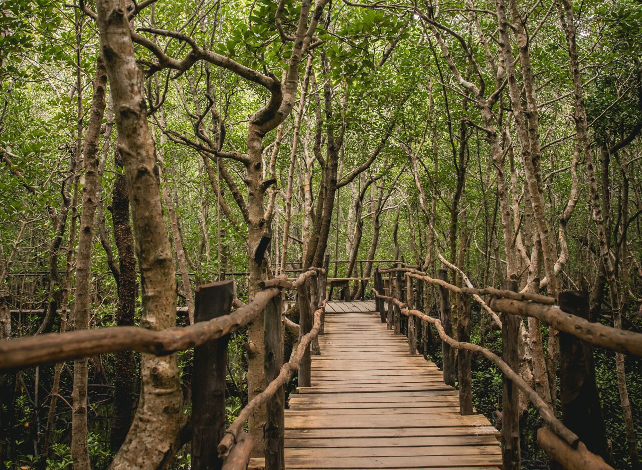 Traditional forest pathway leading through lush vegetation in Zanzibar