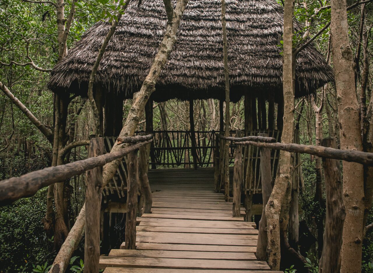 Small wooden hut nestled among trees in Jozani Forest, Zanzibar