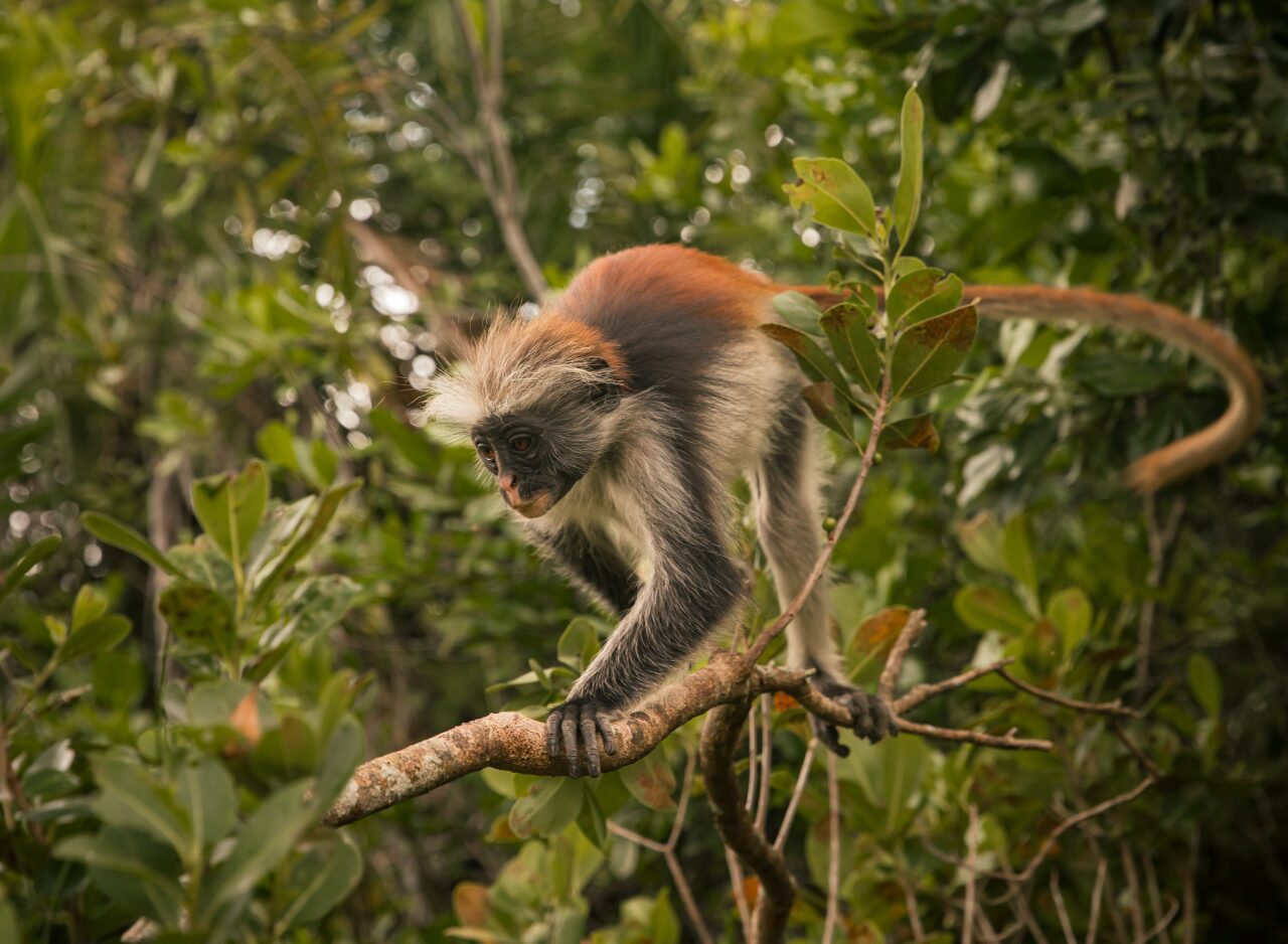 Rare red colobus monkey among green foliage, Zanzibar