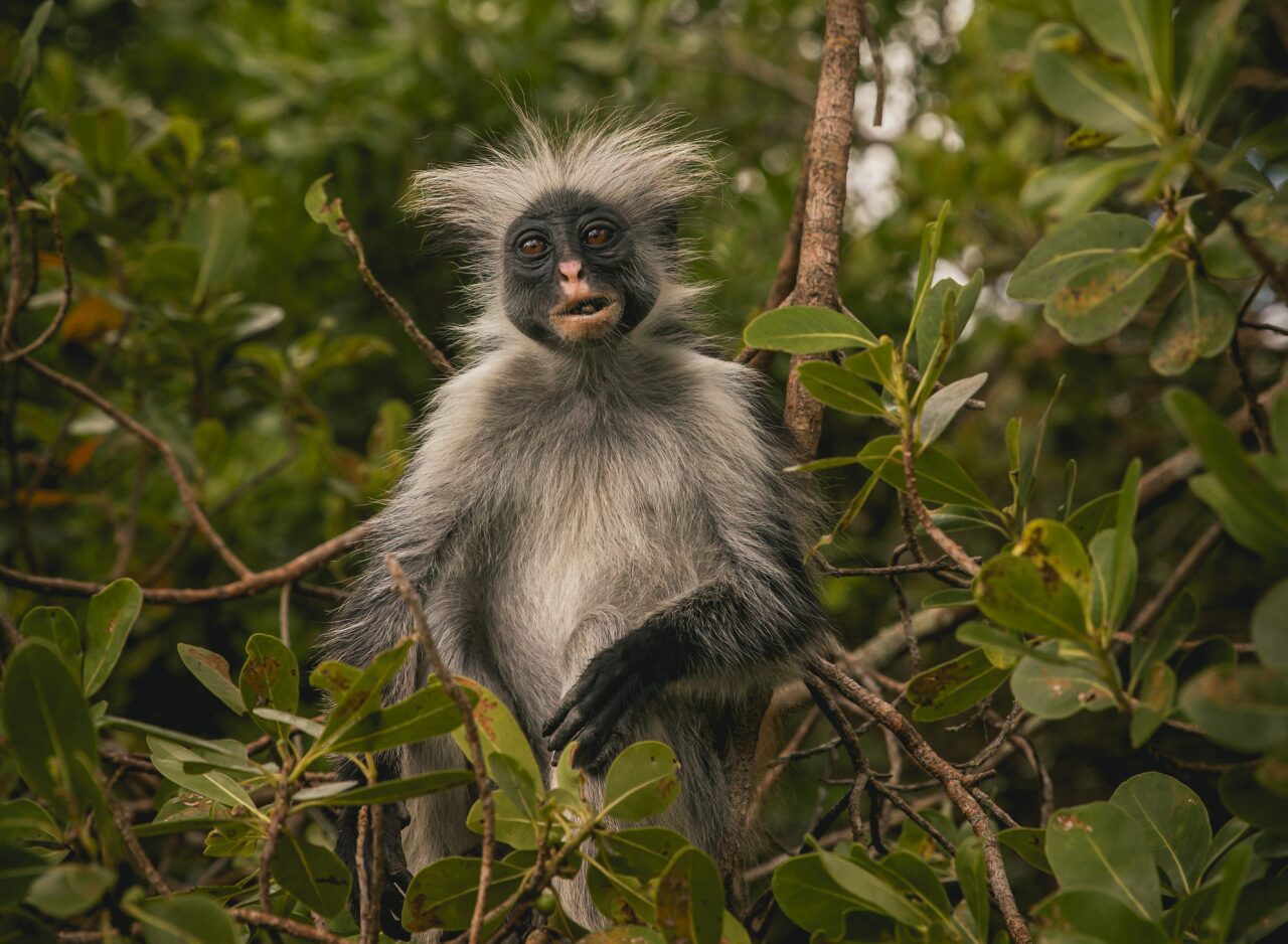 Zanzibar red colobus monkey looking into the camera