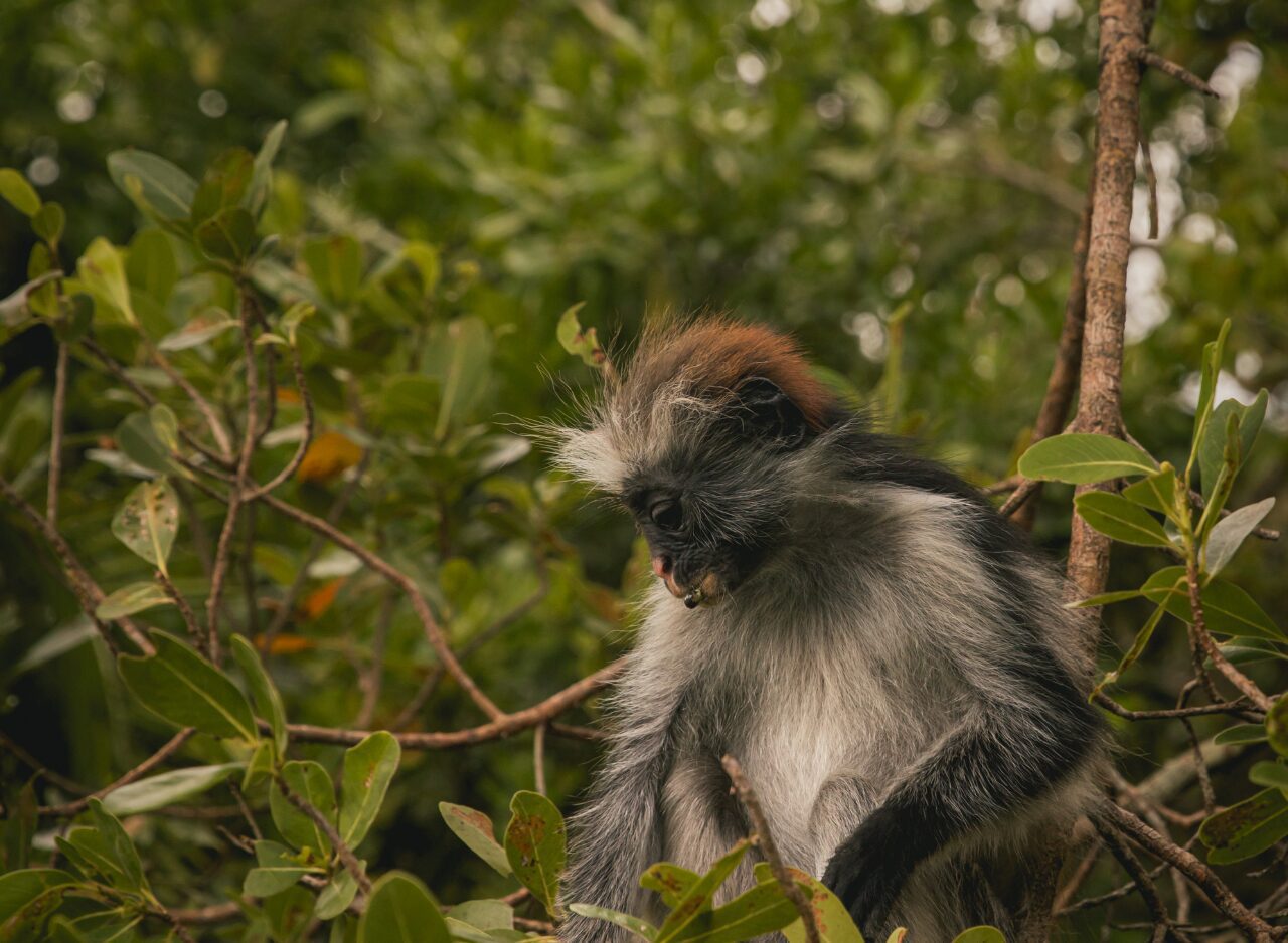 Red colobus monkey climbing through tropical trees, Zanzibar