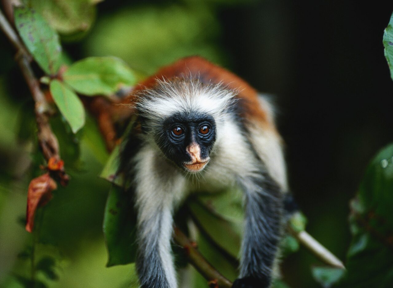 Small red colobus in Jozani forest, Zanzibar