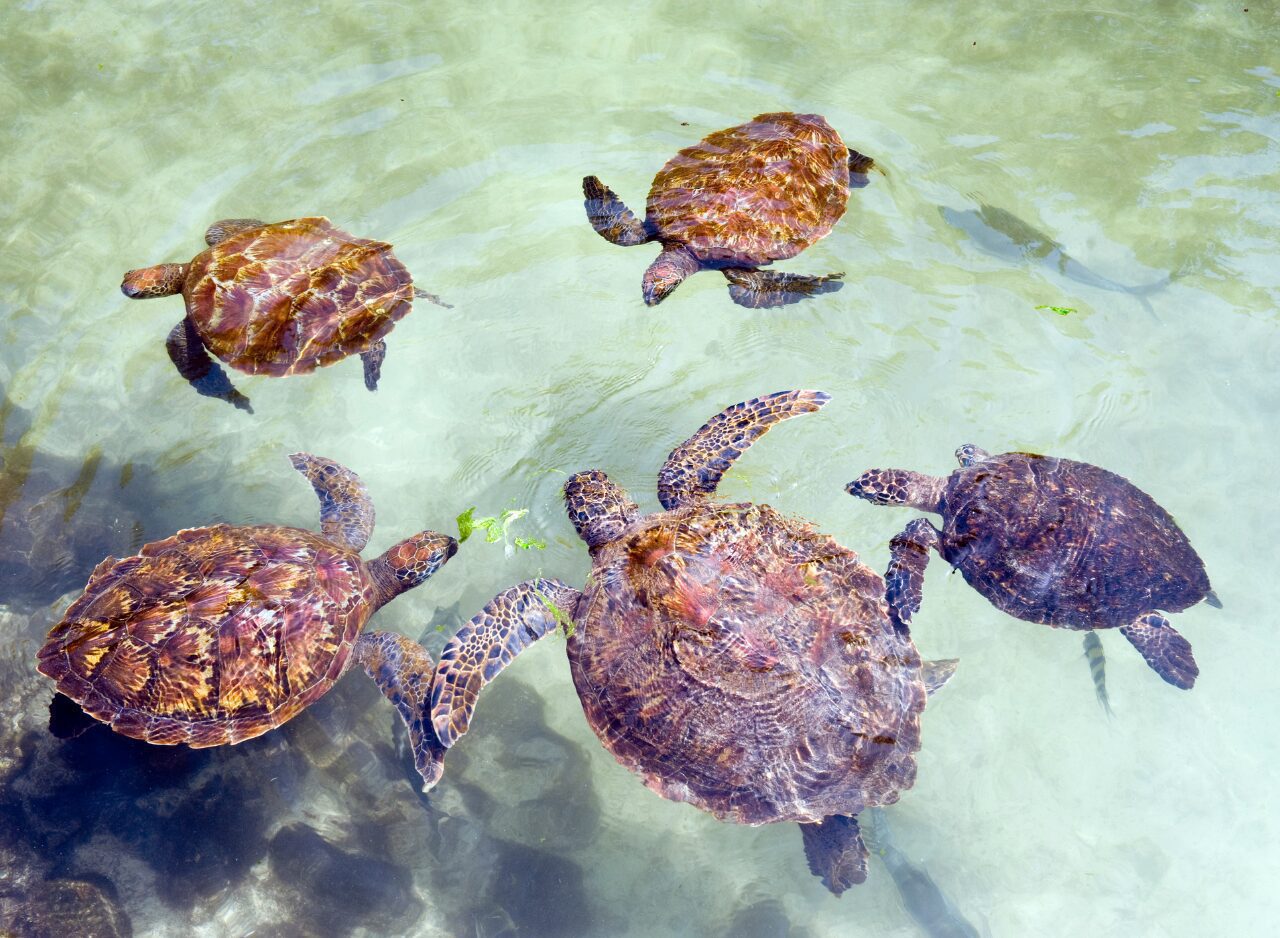 Swimming with turtles in Salaam Cave, Zanzibar