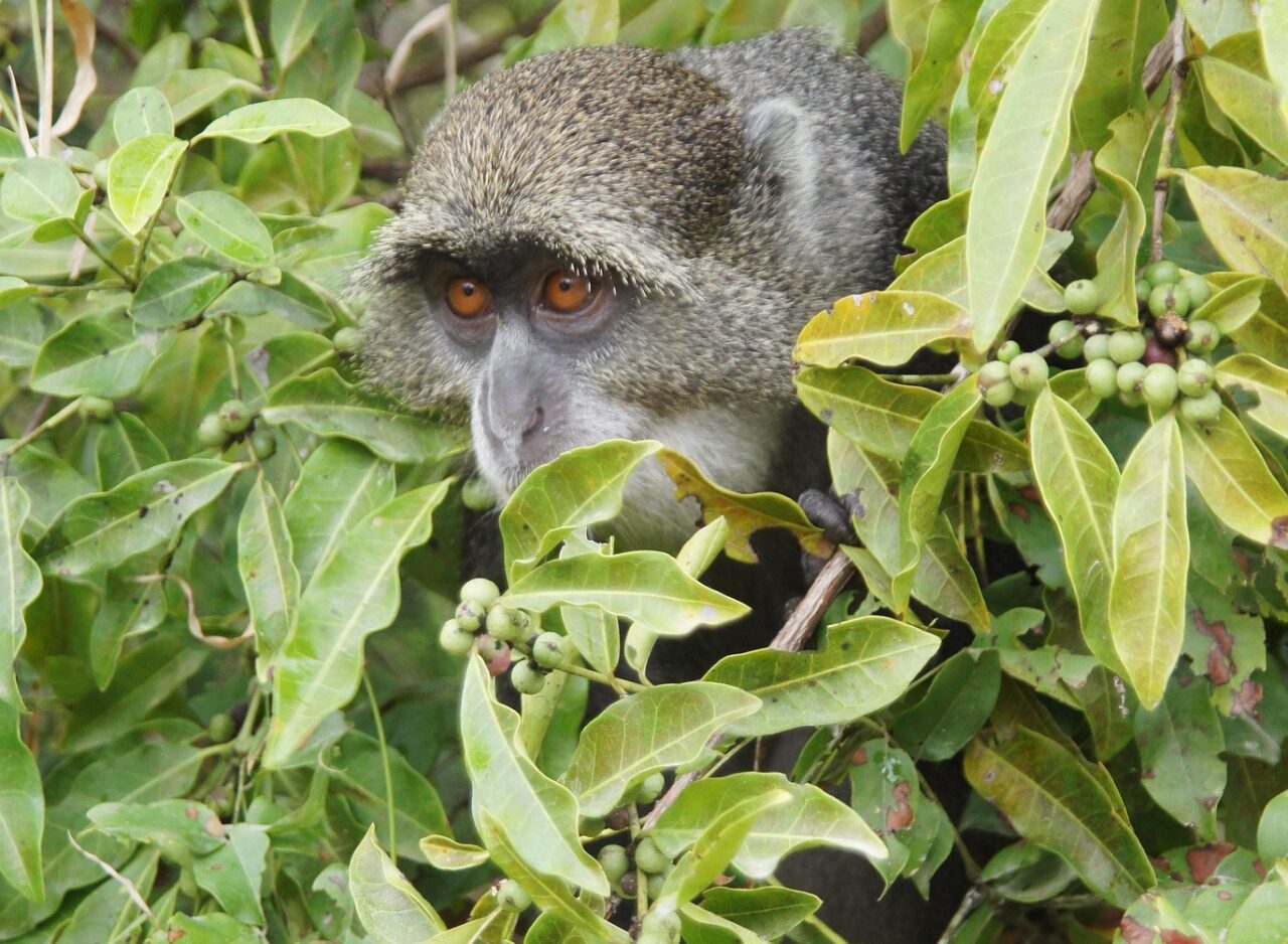 Monkey resting on a branch in Jozani Forest, Zanzibar