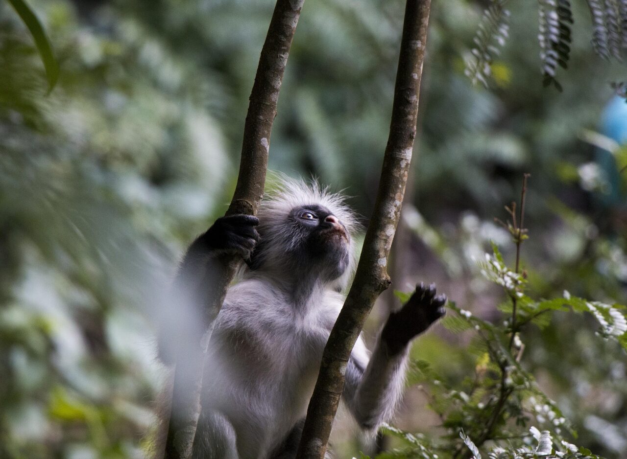 Baby monkey in Jozani forest, Zanzibar