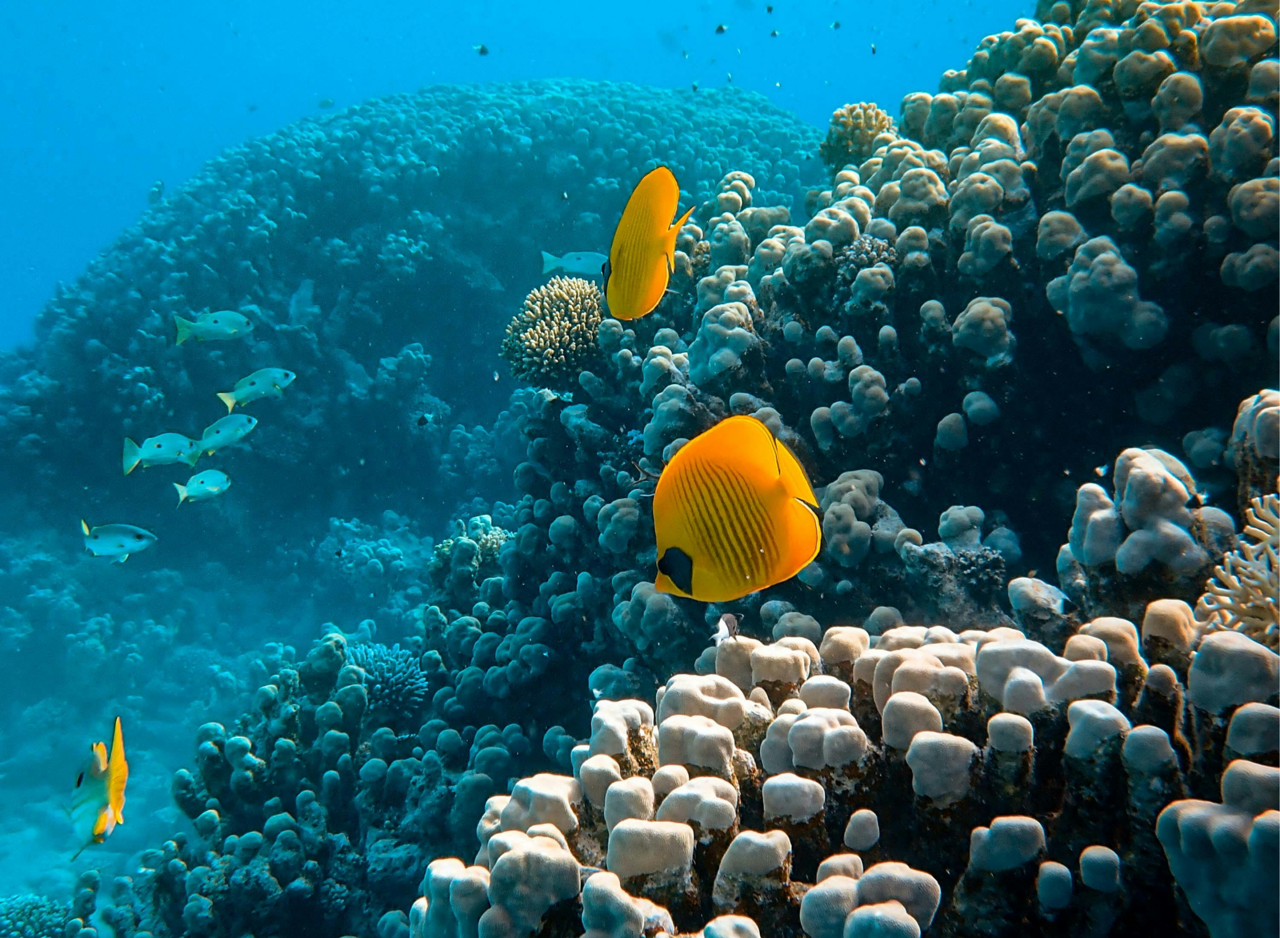 Yellow butterflyfish swimming over a coral reef