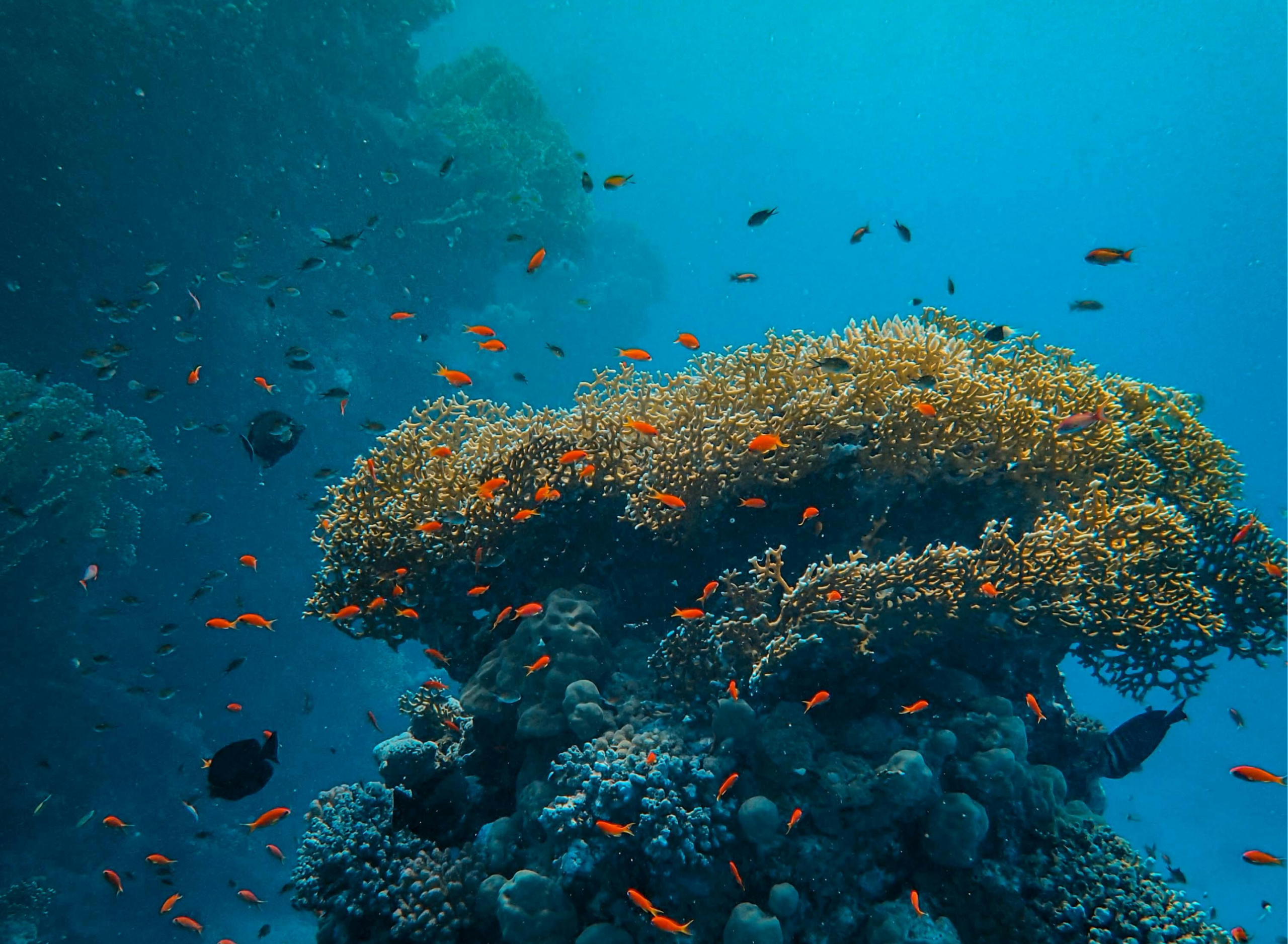 Coral reef with schools of small orange fish
