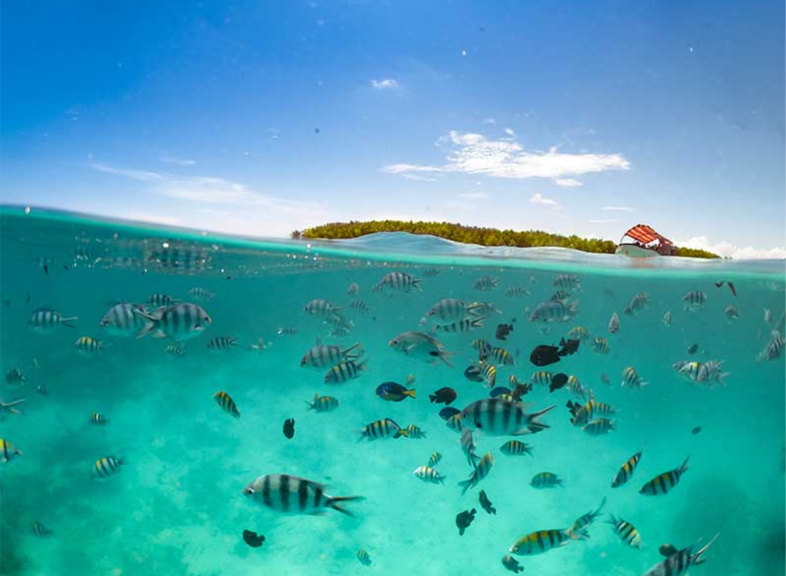 Split view of tropical fish underwater and an island on the horizon